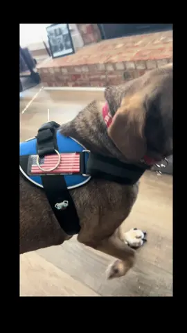This is well worth the money if you’re looking for a good harness. #dogharness #nopullharnes #lightupharness #dogsafety 
