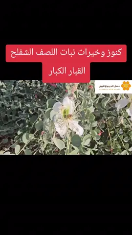 كنوز وخيرات نبات اللصف الشفلح القبار الكبار https://youtu.be/wWIqagdTVhk?si=VwFpcZ2PeZyKFDr0 ##اللصف #الشفلح #الجربوع_للعسل_البري #عسل_الجربوع #زيت_الشفلح 