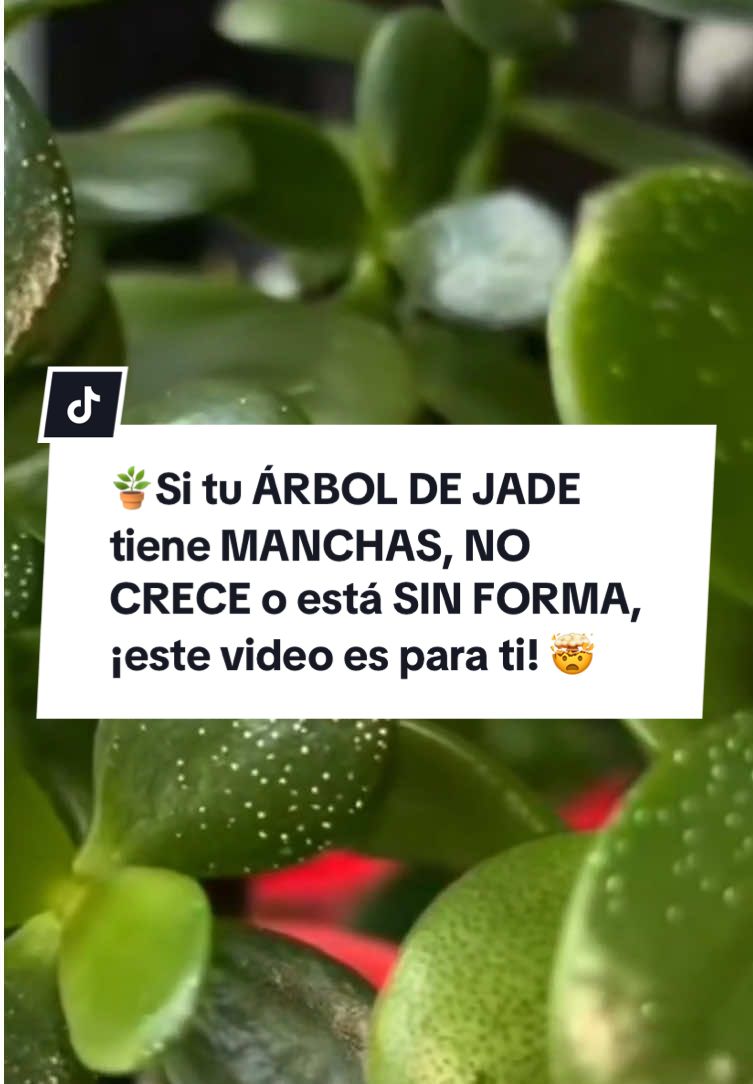 🌿 Si tu ÁRBOL DE JADE tiene manchas, no crece o está sin forma, ¡este video es para ti! 🤯  Te doy los CONSEJOS CLAVE para cuidarlo, podarlo y hasta REPRODUCIRLO fácilmente. ✅ Limpia y previene manchas. ✅ Trucos para hojas rojas y tallo grueso. ✅ Poda para darle forma de árbol. ✅ Cómo hacer esquejes con éxito. Guarda este video para que no pierdas estos tips y sígueme para más. 👇 #arboldejade #jardineria #suculentas #plants #tipsdejardineria 