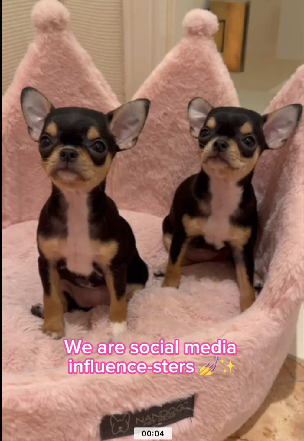 Diamond and Baby are so influential, they inspired my new kids’ show 🥰🐶 #ParisAndPups is my new animated series coming to Youtube in September! I’m so excited for you to see the adorable world we’ve created, inspired by my lifelong love of animals 🥰 Be sure to follow @Paris and Pups for more ✨