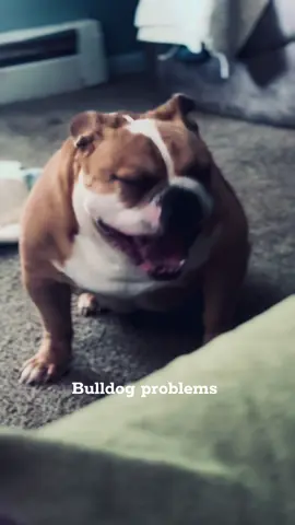 #bulldog #bulldogmom #doodle #cleftstrong 