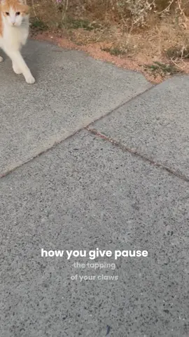 #lyricsvideo #newmusic #cat #awkward #cutecat #purr one of the joys of morning walks is making new friends. song is “Awkwardness” - unreleased