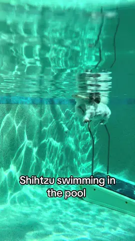 Shihtzu swimming in the pool. It’s too hot for a walk, but it’s a perfect weather for a swimming session #shihtzu #shihtzusoftiktok #dog #pool #swimmingdog 