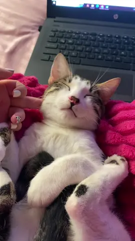 Se enojo 🥹 #gatos #paratiiiiiiiiiiiiiiiiiiiiiiiiiiiiiii #gatodormilon 