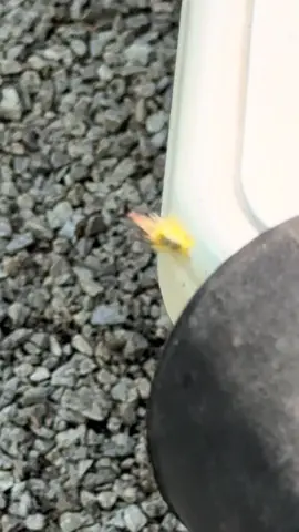 The #dewalt was no match for this #caterpillar 🐛 💨 #strength #impressive 