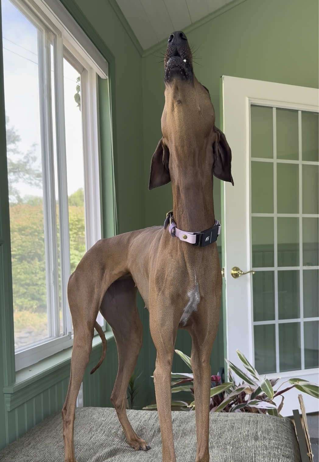 So you think you want an Azawakh? They definitely aren’t the quietest of the sighthounds 😂 (all this drama was because she wanted to sit on me) #azawakh #sighthound #dog #howl #howling 