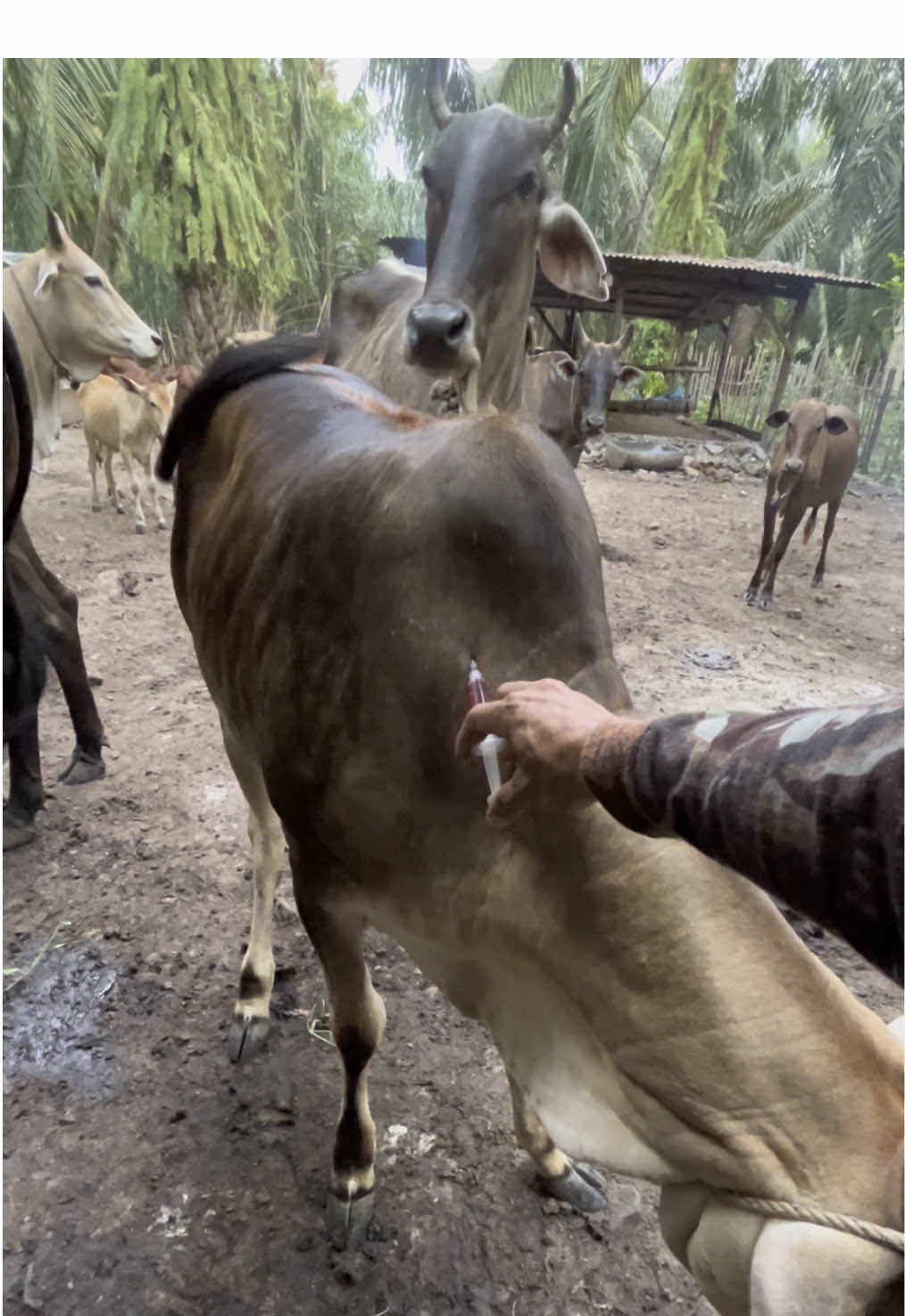 Injeksi ATP sapi demam tinggi.#videoviral #animalhealth #tiktokviral #sapi #video 