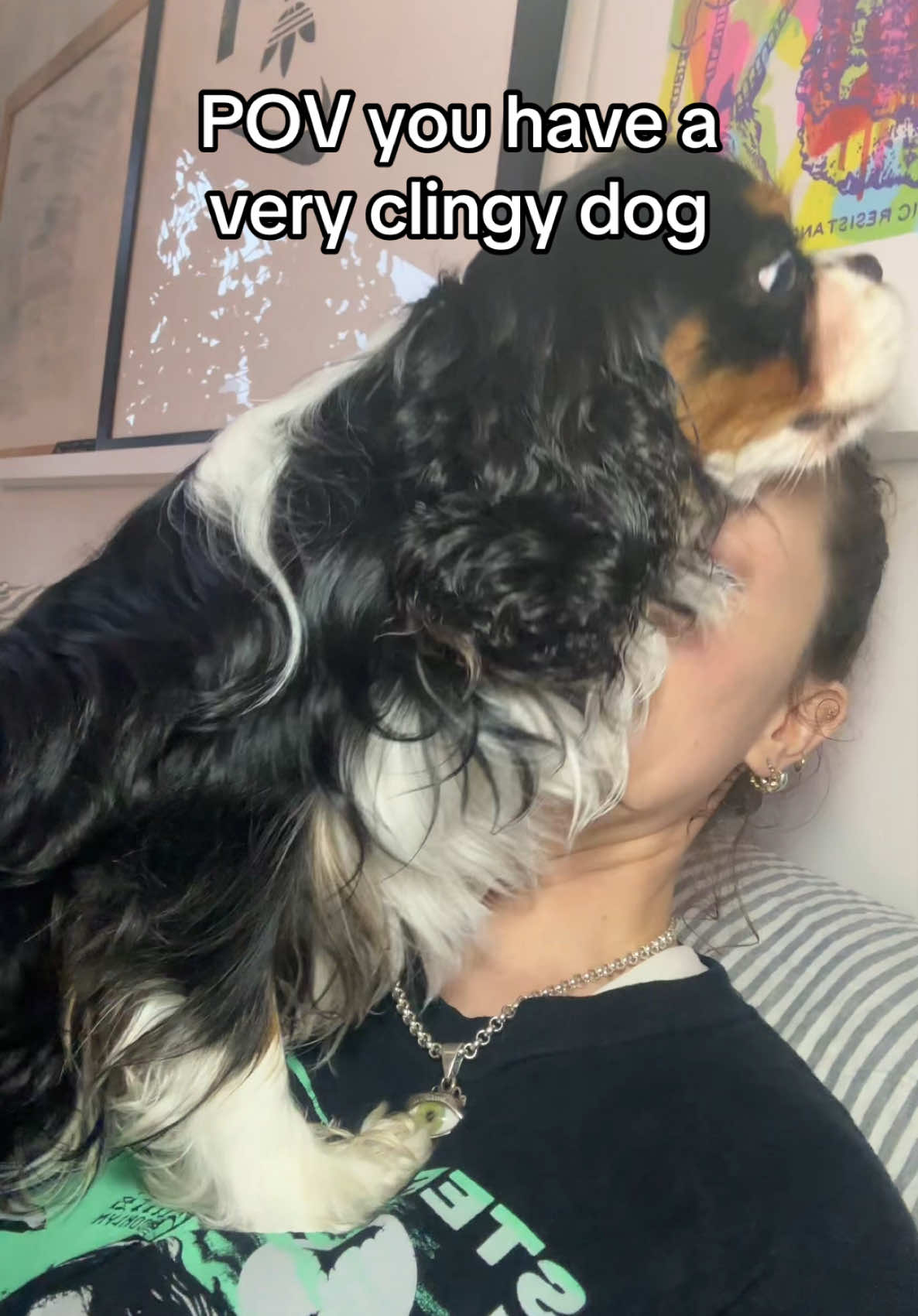 You guys asked for Gomez content, this is what he does 99% of the time. #cavalierkingcharles #kingcharlescavalier #kingcharlesspaniel #ckcs #spaniels #cavalierkingcharlesspanielpuppy #puppy 