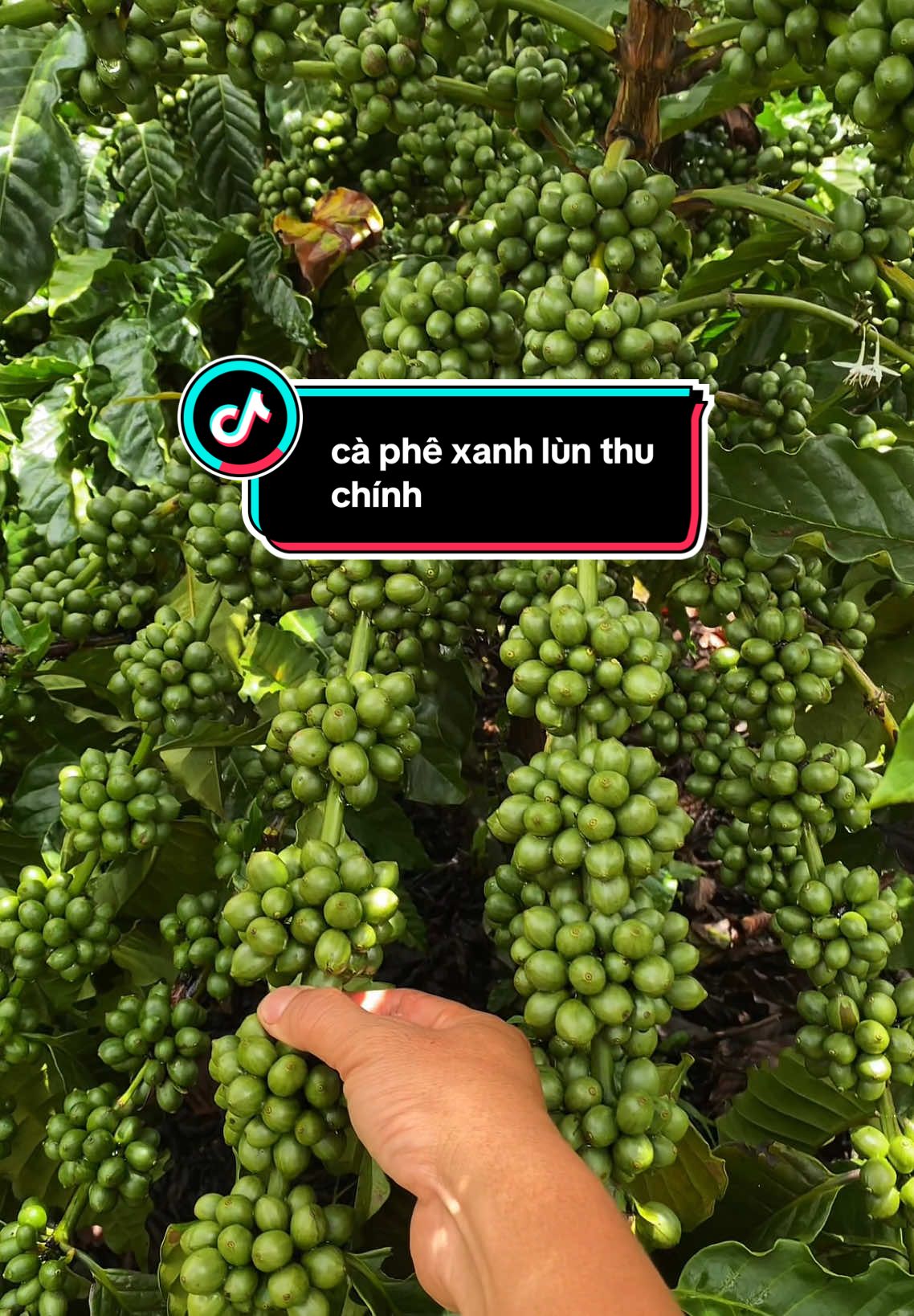 Lại chuẩn bị đến mùa🥱🥱😥#nongsan #càphe #lamvuon #nôngdân #xuhuong #nôngsản 