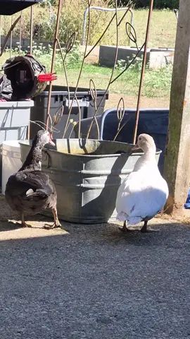 🦆💕 No bucket of water is safe with ducks !  The dog water is now a duck pool 😂 • • • #ducksoftiktok #fyp #farmcore #ducks #farmtok 