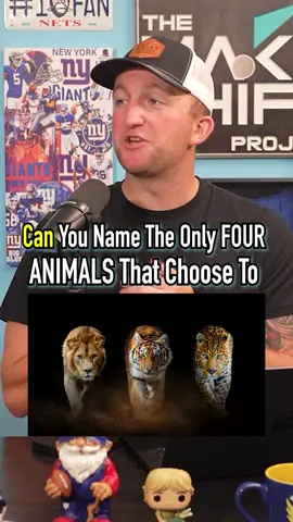 FOUR ANIMALS That Actively Try To HUNT HUMANS! #fyp #animals #funfact #natgeo #travel 