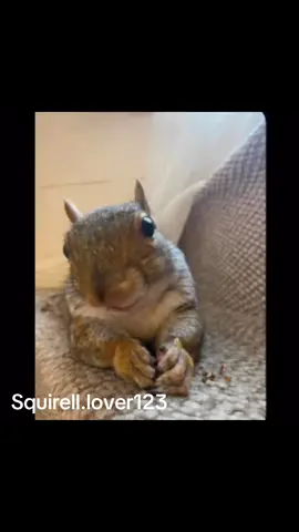 I’m back sorry I was at scho*l #fyp #squirrel 