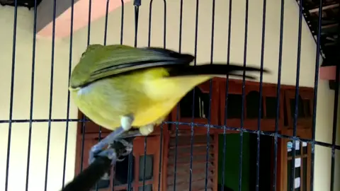 CALL LENJEH PLECI BETINA #virals #terapipleci #fyppppppppppppppppppppppp #pleci #terapiplecimacetbunyi 