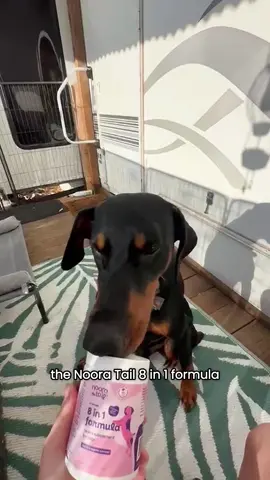 Forever & always 🥹❤️ thank you @NooraTail for having a legit awesome product 👏 #nooratail #fyp #dogsoftiktok #dobermansoftiktok #dogsupplements 