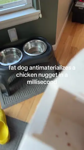 fat #dog #chickfila #snack #feeding #doggo 