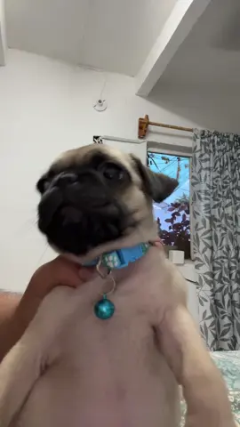 #pug #tiktok #viral #perrito #tendencia 