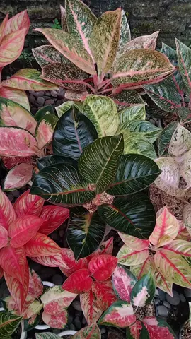 good morning people, have a nice day ☕ #aglaonema  #plants  #plant  #garden  #audreyfloristmdn 