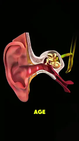 Hearing Loss and How It’s Corrected - 3D Animation #HearingLoss #HearingTreatment #EarHealth #3DMedicalAnimation #MedicalAnimation