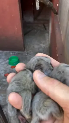 Lucu banget, tapi jangan salah! 🐒✨ Marmoset Jumbai Putih bukan peliharaan, mereka lebih bahagia di alam liar. 🌿💚 Yuk sama-sama jaga satwa unik ini! #Marmoset #SatwaLiar #HewanUnik #FaktaHewan #AnimalFacts 