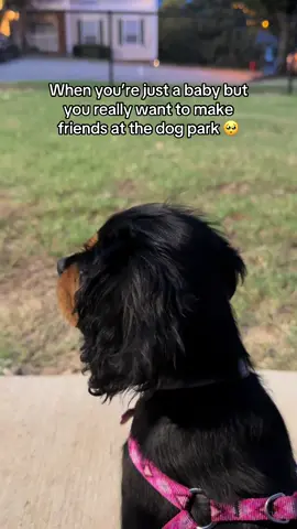 Just waiting on our new best bestie at the dog park 🥺😭 #puppy #dog #cavalierpuppy #dogpark #dogmom 