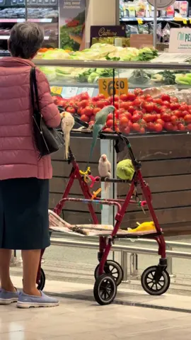This Woman Took Her Birds for a Walk 🦜✨ at Westfield 🛍️😂 #goodcoast #explorepage #viral #westfield #australia 