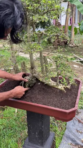 selesai ganti media😋#bonsaiserut #bonsaiindonesia #pecintabonsai #senibonsai #fyp 