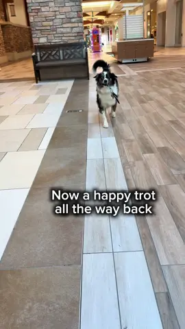 Just grabbing the keys that mom always forgets  #scar #aussie #servicedog #goodboys #fyp 