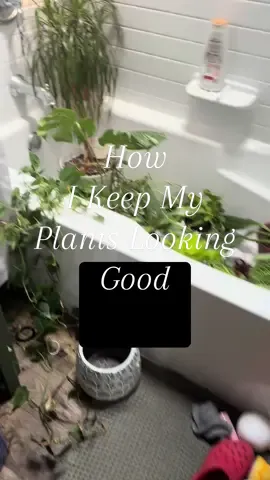 When there are plant chores….I wish it could have waited but here we are…#plantmom #plantsmakepeoplehappy #plantchores #plantsoftiktok #plantshower 