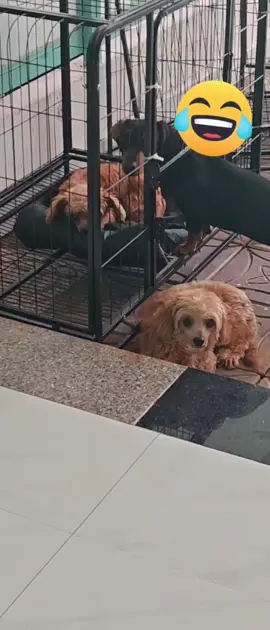 cạo có xíu mà giận ời... #65cantho #xuhuong #nêubật 