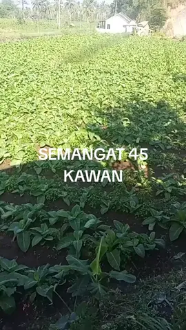 #petani tembakau