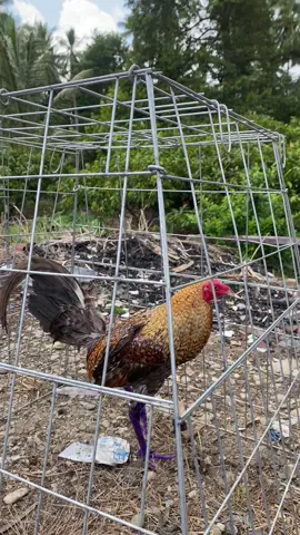 yang mna gocok2 duduk 😂😂😭😆🙏#fypppppppppppppppppppppppppppppp #🇵🇭🇵🇭🇵🇭🇵🇭🇵🇭🇵🇭🇵🇭👊✌️ #🐔🐔🐔🐔🐔🐔🐔🐔🐔 #fypppppppppppppppppppppppppppppp #🤣🤣🤣🤣🤣🤣🤣🤣🤣🤣🤣🤣🤣🤣🤣🤣 