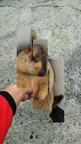 #fyp #marmot #marmotsoftiktok #tuff 