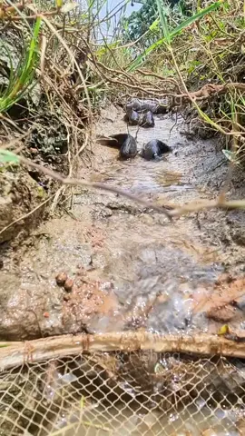 Catching Climbing Perch Fishing in rainy weather #fishing #reels #fish 