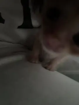 🥰🥰🥰#kitten #kittensoftiktok #catsoftiktok #cat #catlover 