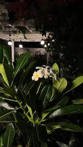 انت روحي #اكسبلورexplore #ابها_الان_تصويري_اكسبلور_♥️ 