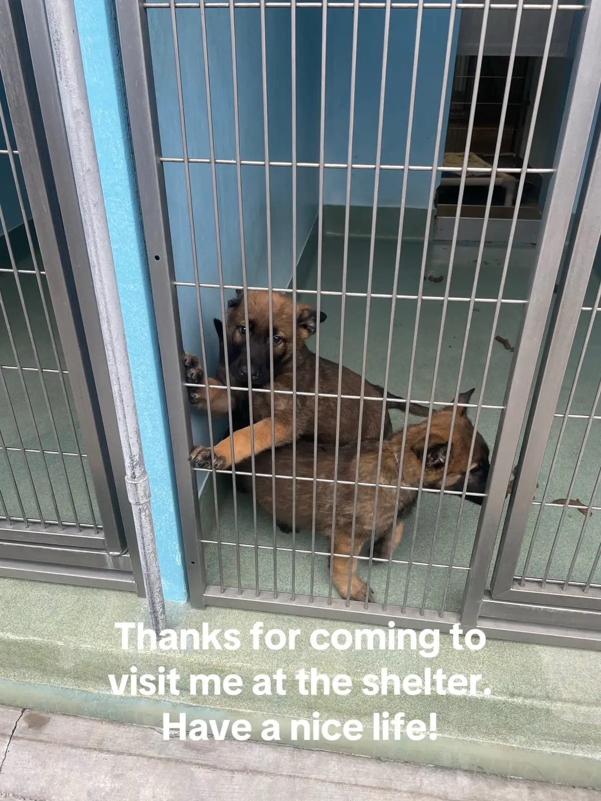 My baby! 🥹 #rescuedog #adoptdontshop 