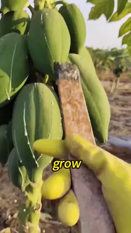 papaya #bestvideos #fyp #LearnOnTikTok #eating #bestvideo    