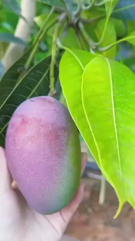Mangga Irwin, yang dikenal dengan kulitnya yang berwarna ungu kemerahan saat matang. Mangga ini populer karena penampilannya yang menarik dan rasanya yang manis. Selain itu, mangga Irwin juga kaya akan vitamin C.#mangga #irwin #bibit #berbuah #wibgajian 