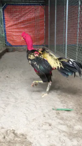 #gàchoic1vietnam #?gachoivietnam🐓🐓🐓 #dammegachoi #gachoi19phutho #xuhuongtiktok nuôi để ngắm các bác ạ🥰