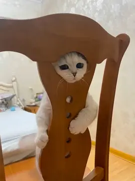 #funny #PetsOfTikTok #funnyvideos #cat #catsoftiktok 