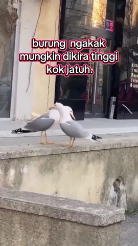 burung  camar ngakak#fyp #foryou #foryoupage 