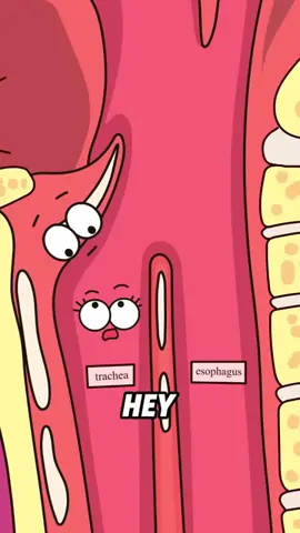 Why does the trachea react that way to sesame oil?#animation #funny 
