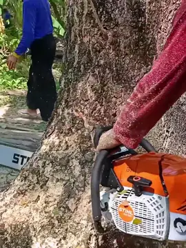 #เลื่อยเครื่อง #เลื่อยยนต์ตัดไม้ #เลื่อยยนต์stihl 