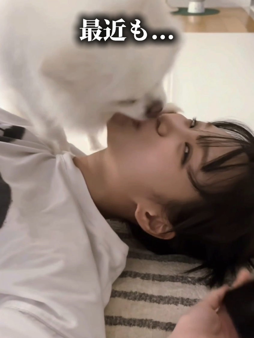 転生したらLE SSERAFIMチェウォンの愛犬「キム・シロ」だった件🐶#lesserafim #chaewon #kpop #韓国 #shingekinokpop 