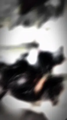 Unregi 💀 #fyp #foryou #pulsar150 #pulsarmodified #srilankan_tik_tok🇱🇰 