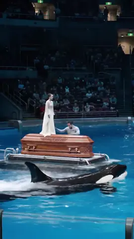 #dolphins #dolphinattack #tamrietollison #100k #orcas @Every Anyone 