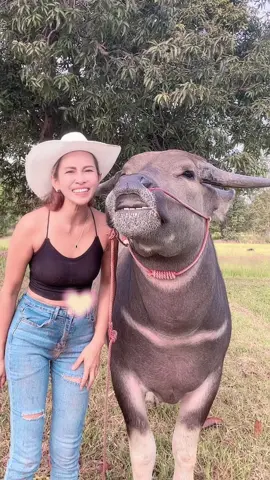 ซ้อมุขยิ้มสวยทักทายFC#น้องควายฉลาดแสนรู้ #viralvideo #DCRFarm #viral?videotiktok 