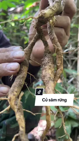 Phần 473; củ sâm xuyên đá #thaoduoc #thaoduocvungcao 