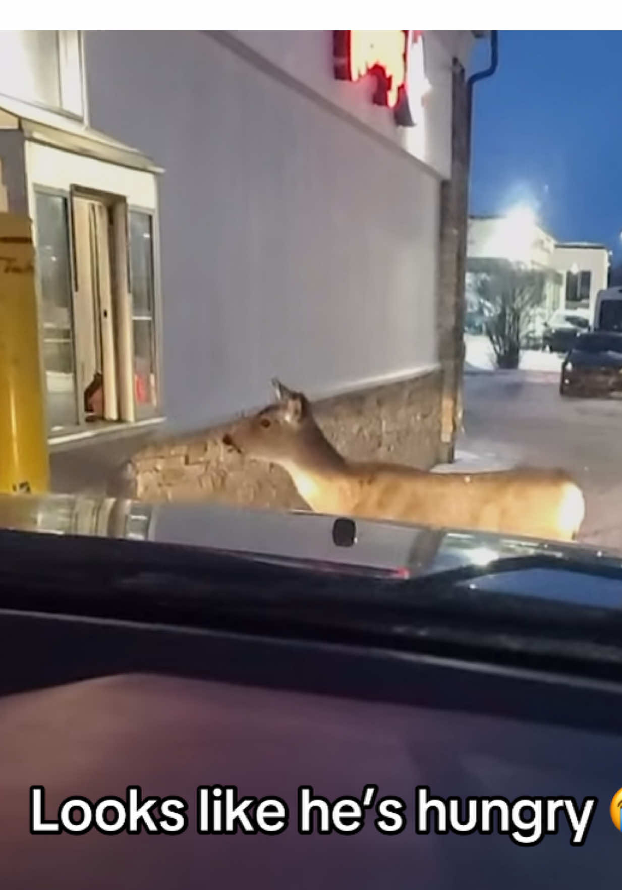 On my way home from work #deer #fyp #animals #animallover #drivethru 