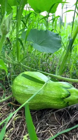 Mưa này thả vài dây bí là hợp lý rồi cả nhà nhỉ🥰 #hatgiongrau #hatgiongbido 